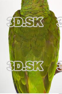 Amazon white-fronted - Amazona albifrons 0023